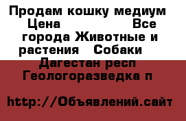 Продам кошку медиум › Цена ­ 6 000 000 - Все города Животные и растения » Собаки   . Дагестан респ.,Геологоразведка п.